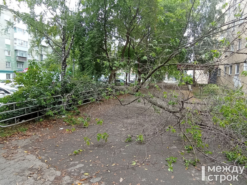 В центре Нижнего Тагила на тротуар упало дерево | 09.09.2022 | Нижний Тагил  - БезФормата