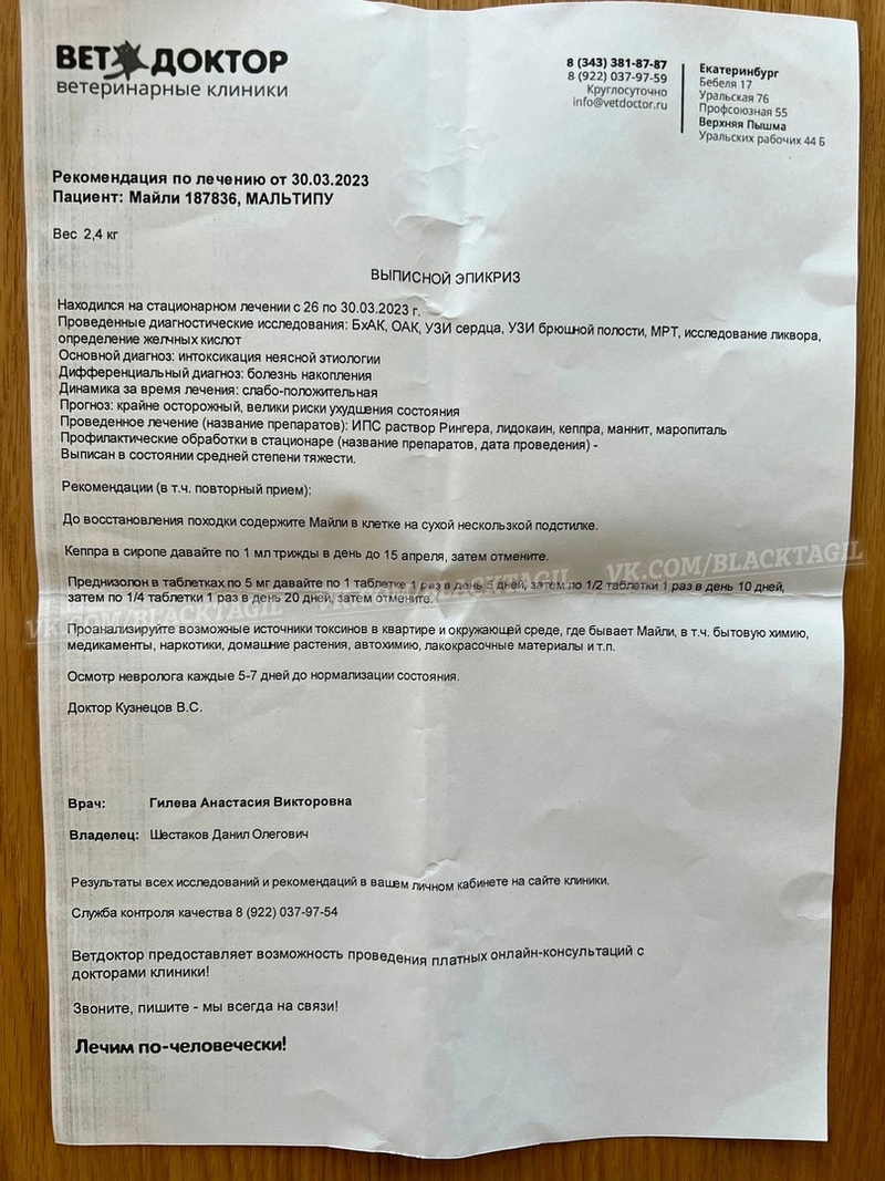 В Нижнем Тагиле хозяйка собаки обвинила грумера в насилии над животными |  07.04.2023 | Нижний Тагил - БезФормата