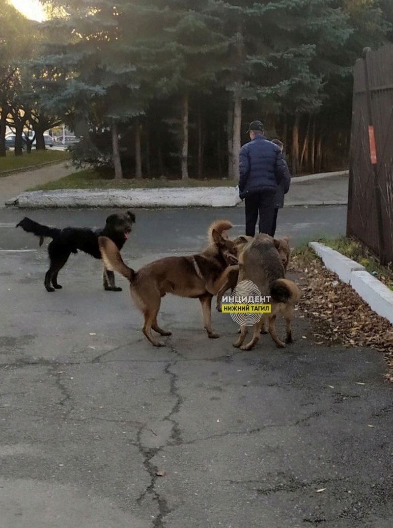 Эта стая собак уже давно кошмарит весь район». В Нижнем Тагиле жители Выи  опасаются за свою жизнь | 17.10.2023 | Нижний Тагил - БезФормата