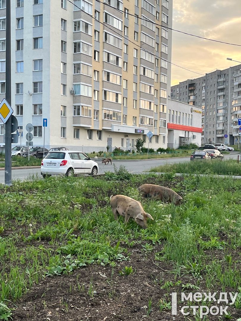 Самостоятельные поросята всю прошлую неделю развлекали жителей ГГМ (ВИДЕО)  | Новости Нижнего Тагила и Свердловской области - Агентство новостей «Между  строк»