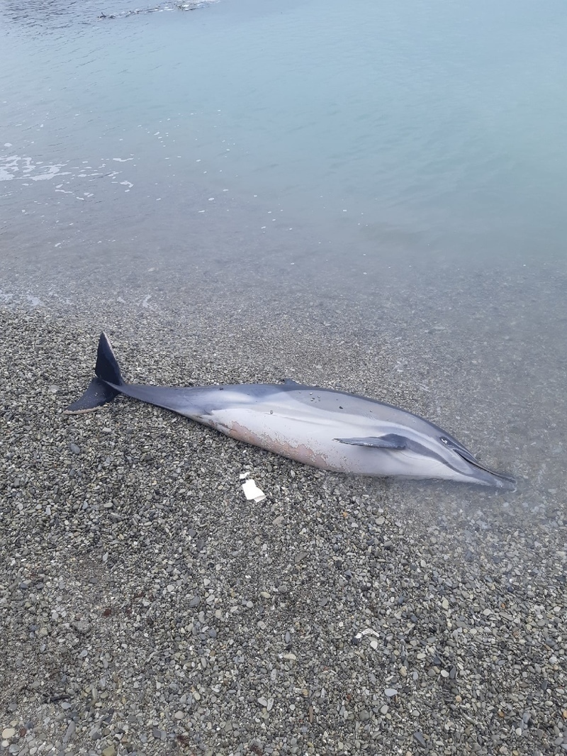 На побережье в Краснодарском крае обнаружили десятки трупов птиц и дельфинов
