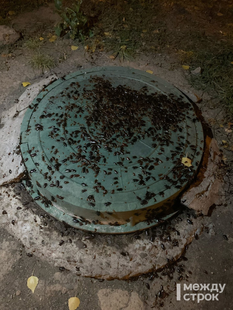 В Нижнем Тагиле многоквартирный дом на Тагилстрое атаковала колония тараканов 