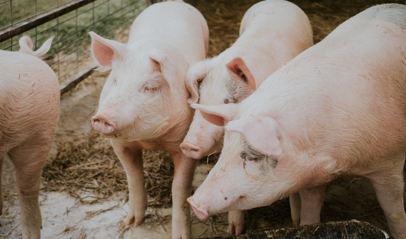 ​​​​​​​В Нижнем Тагиле выявили очаги африканской чумы свиней