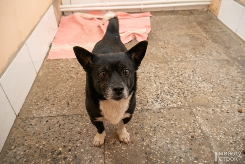 В Нижнем Тагиле служба по отлову бродячих животных потребовала от инвалида 2800 рублей за возврат домашней собаки, гулявшей без хозяина  