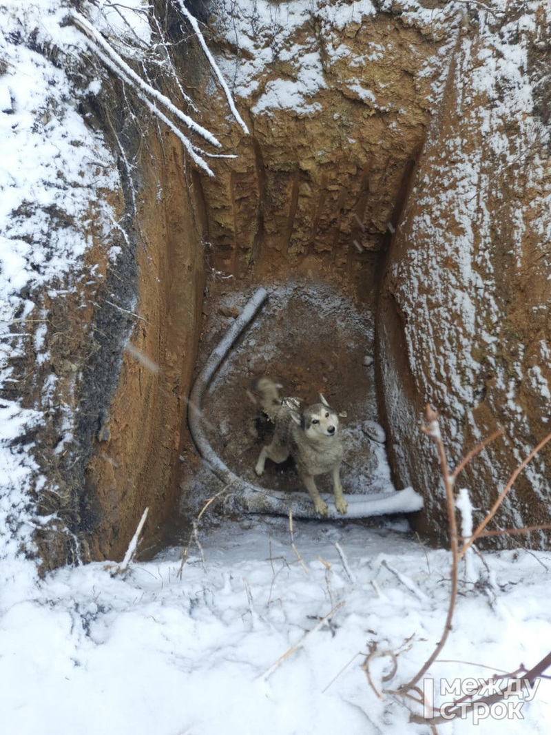 В посёлке под Нижним Тагилом жители спасли упавшую в яму собаку