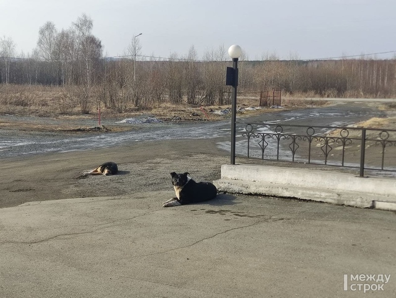 Чиновники Нижнего Тагила заявили депутатам, что проблема с бездомными собаками в городе практически решена 