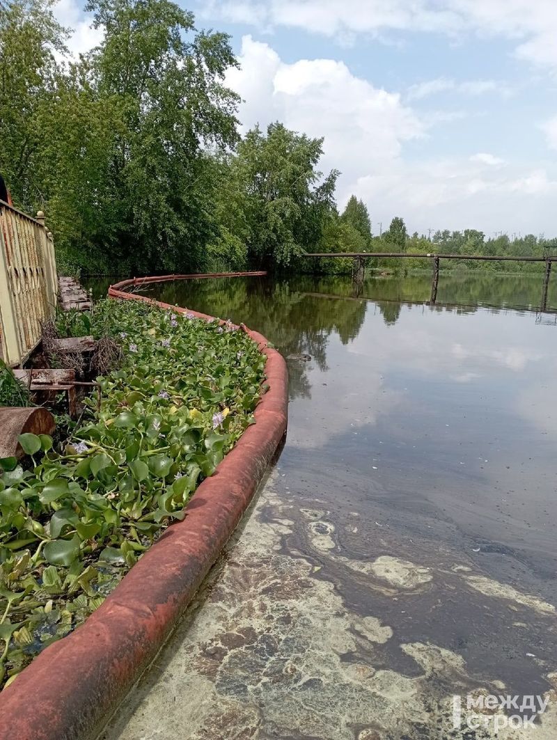 ЕВРАЗ НТМК высадил тропические растения для очистки воды в одном из прудов Нижнего Тагила