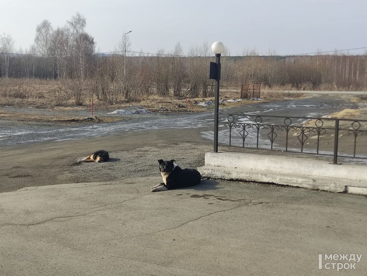 В Нижнем Тагиле прокуратура начала проверку после нападения собаки на  глухонемого мужчину | Новости Нижнего Тагила и Свердловской области -  Агентство новостей «Между строк»