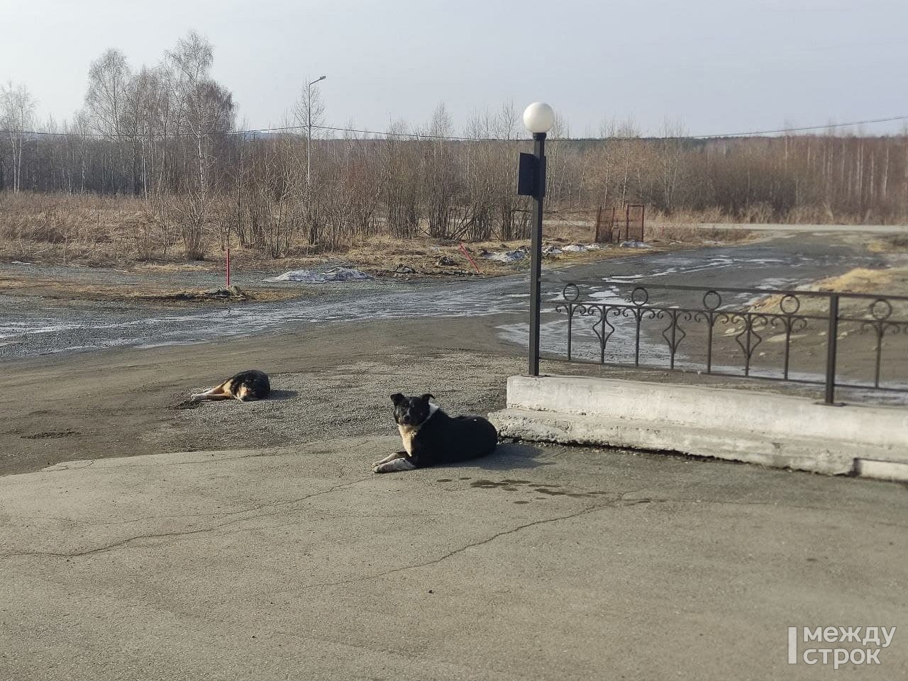 Мэрия Нижнего Тагила заплатит 30 тысяч рублей пенсионерке, которую покусала бездомная собака