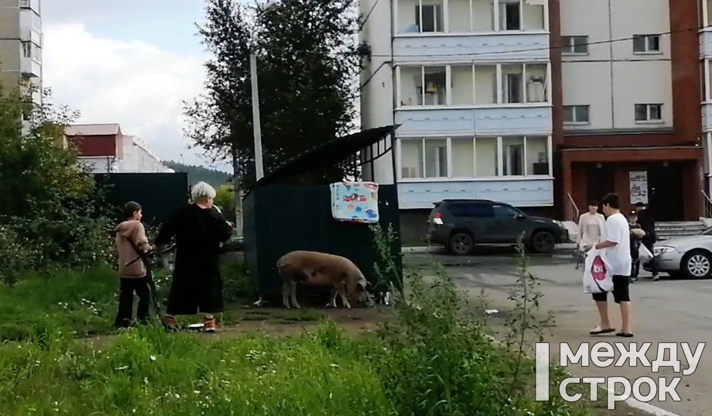 В Нижнем Тагиле на Гальянке снова заметили гуляющего поросёнка (ВИДЕО)