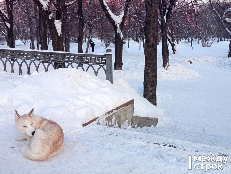 Суд обязал мэрию Нижнего Тагила выплатить 30 тысяч рублей за нападение бродячих собак на ребёнка