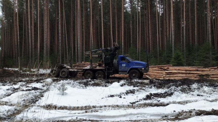 Жители Нижнего Тагила обеспокоены очередной вырубкой леса в районе 25-го квартала (ВИДЕО)