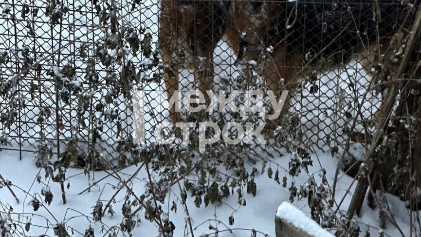 «Из-за недостатка пищи животные вынуждены употреблять собственные экскременты». В Нижнем Тагиле после смерти хозяев остались без присмотра пять собак (ВИДЕО)