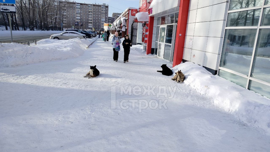 На Тагилстрое бездомная собака едва не напала на ребёнка