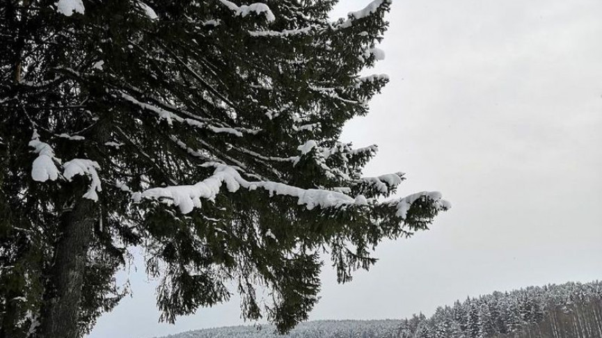 В Нижнем Тагиле вынесли приговор двум организаторам нелегального турклуба за травмирование школьницы на «тарзанке»