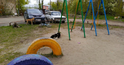 «На детской площадке собирается стая из 15 собак». Жители Новой Кушвы в Нижнем Тагиле жалуются на нашествие бродячих животных (ВИДЕО)