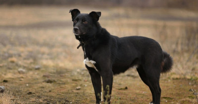 Депутат из Екатеринбурга предложил отправить бродячих собак на СВО