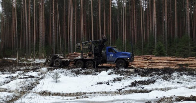 Жители Нижнего Тагила обеспокоены очередной вырубкой леса в районе 25-го квартала (ВИДЕО)