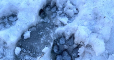 В Нижнем Тагиле на Вагонке бездомные собаки напали на маму с ребёнком