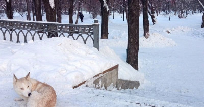 В Нижнем Тагиле может появиться муниципальный приют для бездомных животных