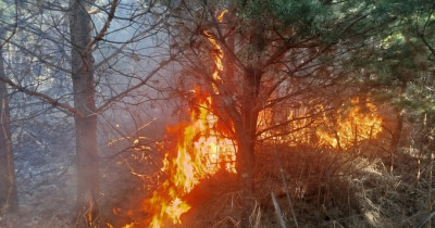 Под Нижним Тагилом произошёл крупный ландшафтный пожар