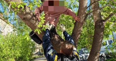 В Нижнем Тагиле храбрая 9-летняя девочка полезла на дерево за котёнком, но ей самой потребовалась помощь спасателей  