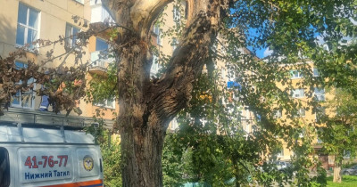 В Нижнем Тагиле, на Вагонке, спасатели дважды за день снимали детей с деревьев