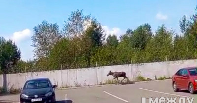 В Нижнем Тагиле молодой лось забрёл на парковку Коксохима (ВИДЕО)