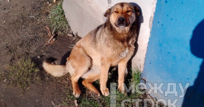 «Я уехал домой со слезами на глазах». Житель Нижнего Тагила через суд пытается вернуть свою собаку, которую, по его мнению, поймали отловщики центра «Добрые руки» 