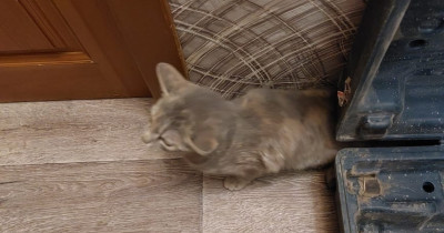 В Нижнем Тагиле спасатели вытащили кота, который неделю пробыл в вентиляции