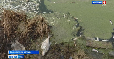 Уголовное дело возбуждено после массовой гибели рыбы в реке Иса под Нижним Тагилом