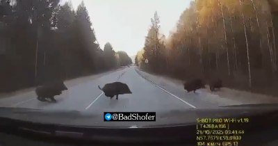 На трассе под Нижним Тагилом стадо кабанов едва не стало причиной серьёзного ДТП (ВИДЕО)