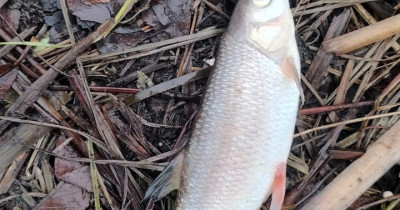 Жители Нижнего Тагила обнаружили массовую гибель рыбы в реке Малая Кушва 