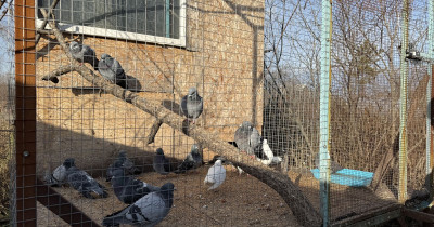 В Нижнем Тагиле в центре реабилитации диких животных появятся новый вольер и стационар для птиц