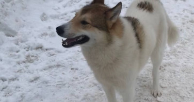 Мэрия Нижнего Тагила не может найти подрядчика для отлова бездомных собак