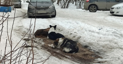 В Нижнем Тагиле стая бездомных собак напала на школьницу