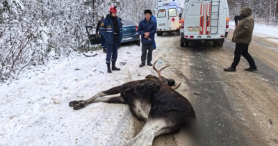 На трассе под Нижним Тагилом легковушка насмерть сбила лося