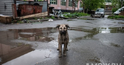 Скандально известные «Добрые руки-НТ» снова будут отлавливать собак в Нижнем Тагиле