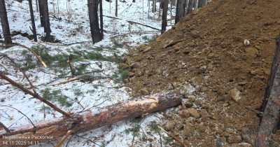 Под Нижним Тагилом задержали банду «чёрных лесорубов»