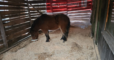«Вот такой подарок судьбы перед наступлением Года Лошади, думаем, это к счастью». Нижнетагильский центр «Солнечная птица» приютил трёхлетнюю пони, которая содержалась в плохих условиях