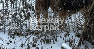 В Нижнем Тагиле пять собак из частного дома на улице Добролюбова ищут новых хозяев