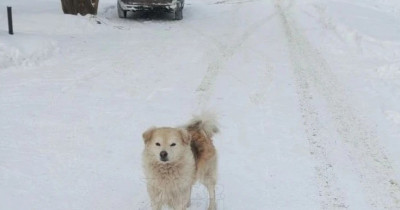 В посёлке под Нижним Тагилом пёс спас замерзающую в снегу 85-летнюю хозяйку 