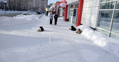На Тагилстрое бездомная собака едва не напала на ребёнка