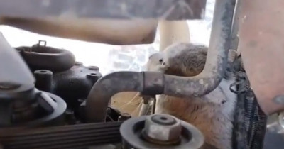 «Если бы я запустил двигатель, то её бы там размотало». В Нижнем Тагиле водитель мусоровоза вовремя заметил кошку, сидевшую под мотором машины