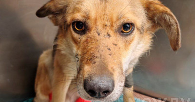 «Когда я увидела ужасное состояние Кнопы, сразу решила помочь». В Нижнем Тагиле волонтёры спасли жизнь бездомной собаке 