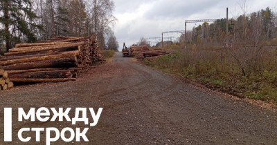Больше всего нелегальных вырубок леса в УрФО зафиксировано в Свердловской области 