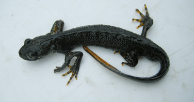 В Свердловской области хищная рыба ротан может уничтожить популяцию краснокнижного гребенчатого тритона, живущего на планете уже 200 млн лет. Учёные попытаются его спасти