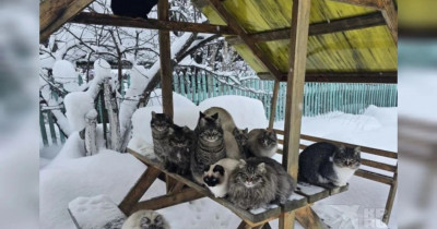 В посёлке Монзино под Нижним Тагилом больше 20 кошек остались на улице после смерти хозяина