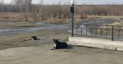 Прокуратура в очередной раз через суд наказала рублём мэрию Нижнего Тагила из-за нападения бродячих собак на ребёнка 
