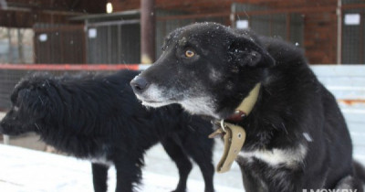 В Нижнем Тагиле заморозили проект строительства муниципального приюта для бездомных собак